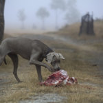 Carne cruda al cane