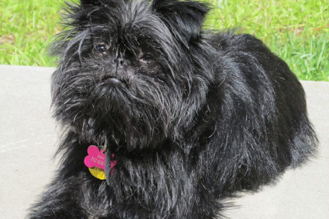 Affenpinscher