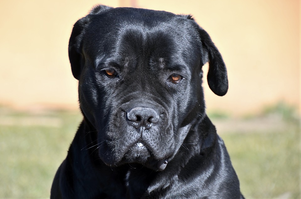 primo-piano-cane-corso-nero