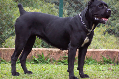 Cane Corso