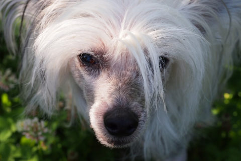 Cane nudo cinese