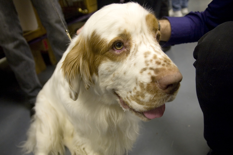 Clumber spaniel