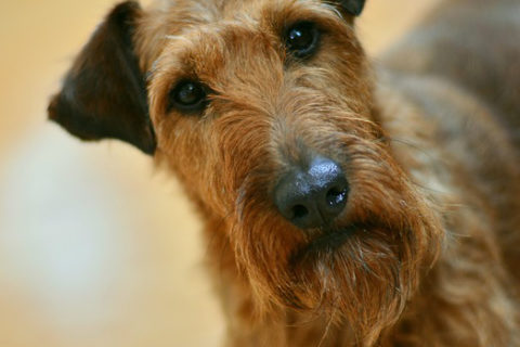 Irish Terrier