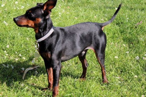 Manchester Terrier