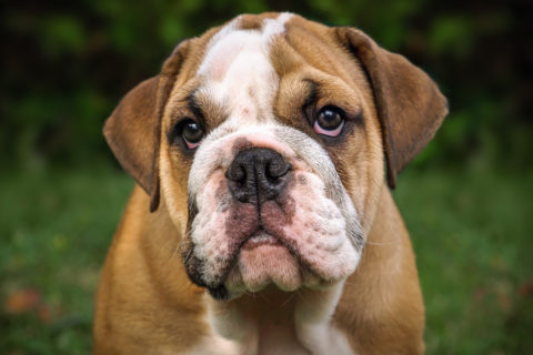 Bulldog inglese