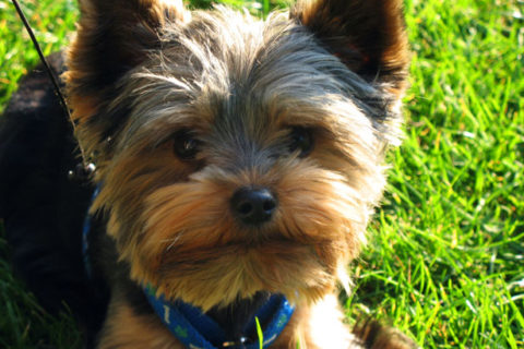 Yorkshire Terrier