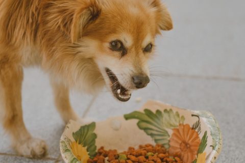 Cane ringhia quando mangia