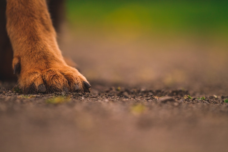 Perchè il cane si lecca le zampe?