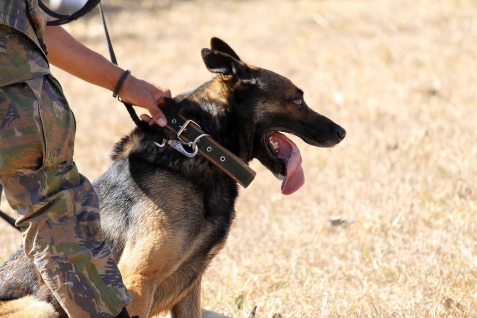 addestramento dei cani antidroga