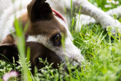 feci del cane