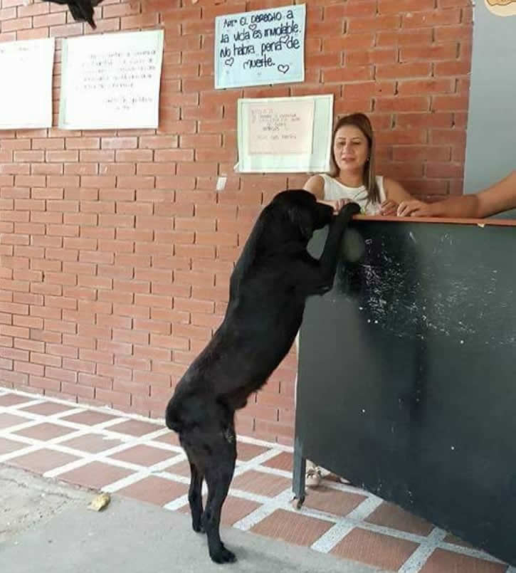 Il cane che ogni giorno al bar paga il biscontto con una foglia