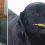 storie di cani: il cane che acquista biscotti pagandoli con una foglia