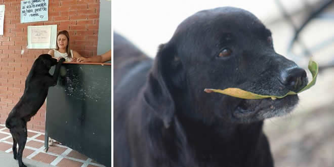 storie di cani: il cane che acquista biscotti pagandoli con una foglia