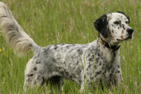 Cane da caccia