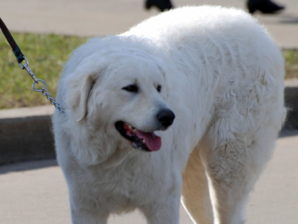 Kuvasz