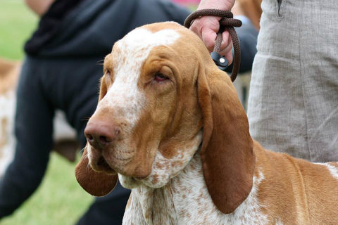 Bracco Italiano