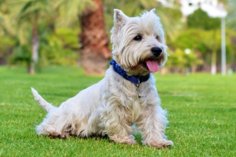 Dandie Dinmont Terrier