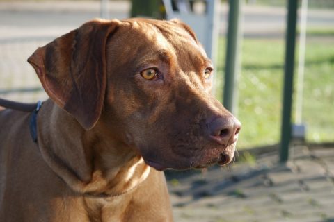 Rhodesian Ridgeback