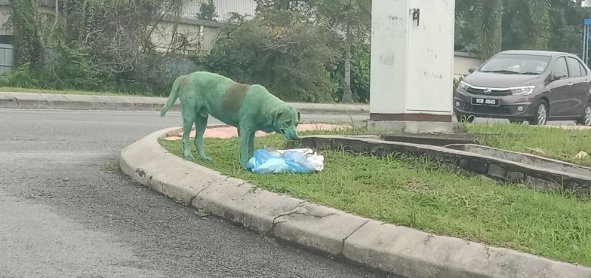 cane verniciato di verde