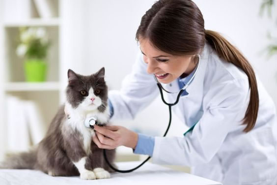 cure veterinarie gratis
