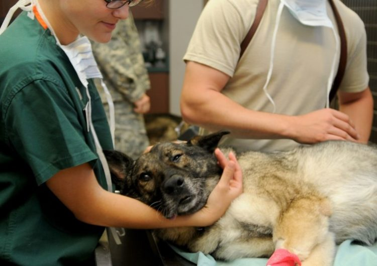 Eutanasia nel cane. Mai lasciarlo solo. Cercherà il nostro sguardo prima di  "addormentarsi" - Dog.it