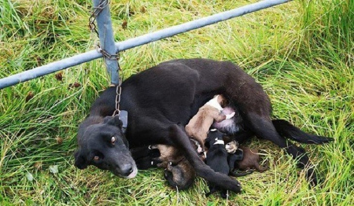 Madre abbandonata legata a un cancello