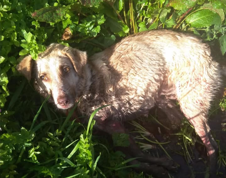 picchia e spara il suo cane