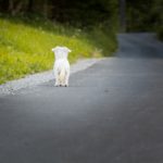 Cane abbandonato per strada
