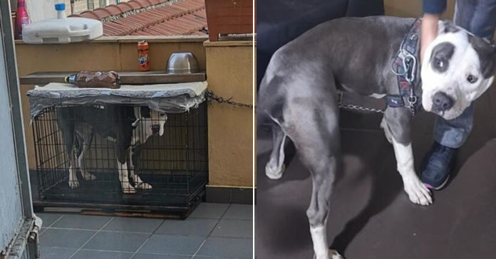 Cane chiuso in gabbia su un balcone