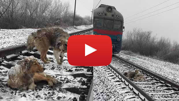 cane coraggioso salva compagno ferito dal treno