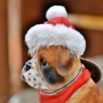 Cane in affitto a Natale, l'ultima folle moda