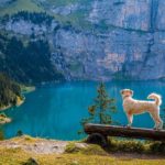 Viaggiare con il cane in montagna