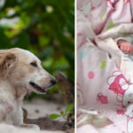 Cane salva neonata abbandonata nel bosco