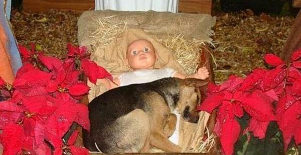 cane si ripara nel presepe accanto Gesù Bambino