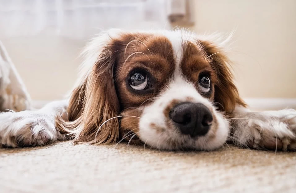 11 cose che i cani possono prevenire prima che accadano