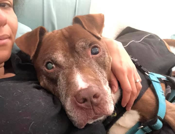 Max, il cane anziano di 11 anni abbandonato 48 ore dopo esser stato adottato