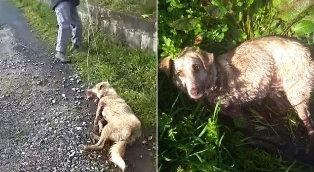 picchia e spara il suo cane