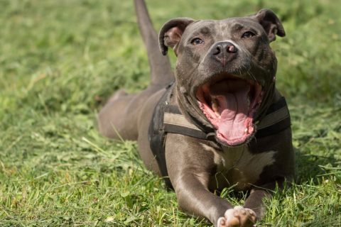 Patentino per cani pericolosi