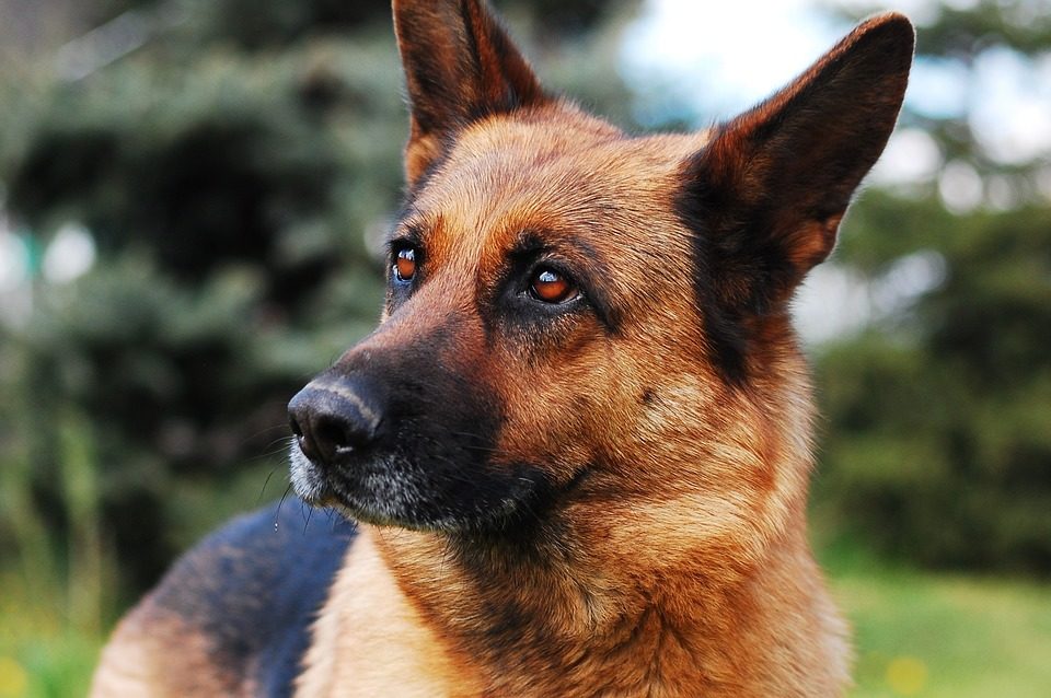 La storia di Ares, da cane abbandonato a cane poliziotto