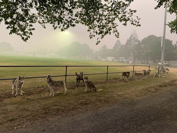 Australia Incendi, uomo salva i suoi 60 cani