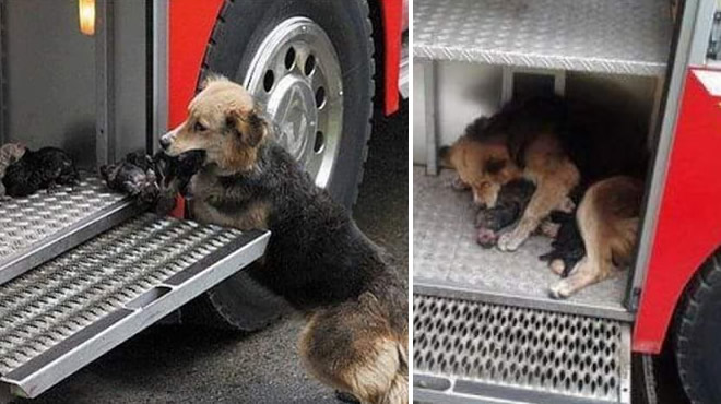 Cane eroe, salva i suoi 5 cuccioli da un incendio