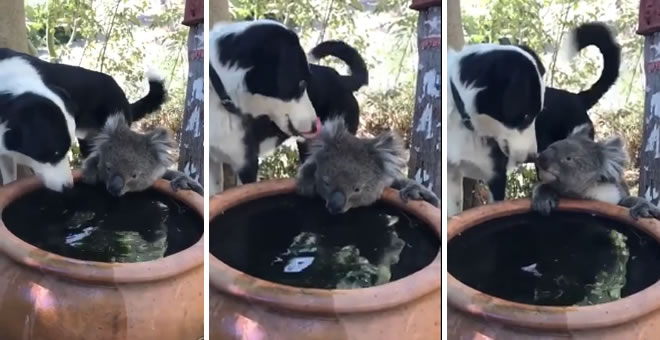 Cane offre da bere ad un Koala
