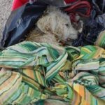 Cucciolo abbandonato a Foggia nella spazzatura