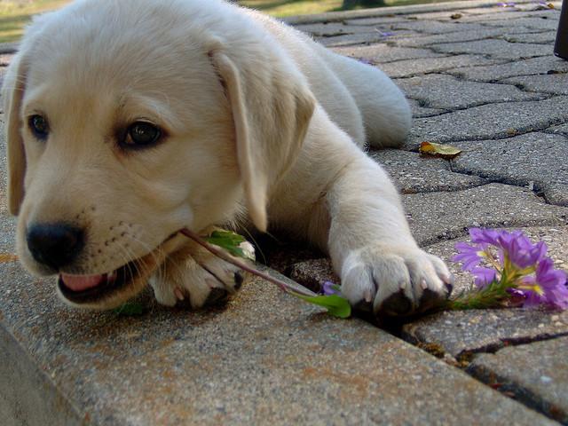 curare il cane con le erbe