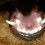 denti del cane