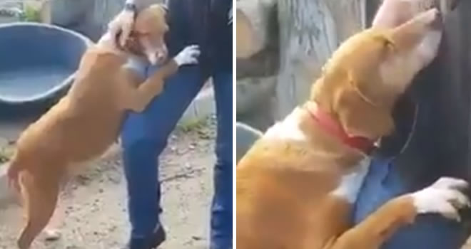 Giornalista scrive una storia sul canile, il cane lo abbraccia e lui decide di adottarlo
