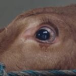 Mucca piange terrorizzata mentre viene portata al macello