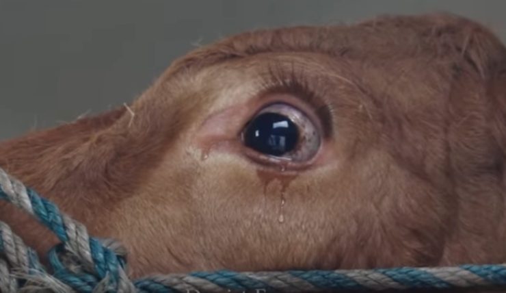 Mucca piange terrorizzata mentre viene portata al macello