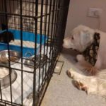 shiro, cane sordo e cieco si prende cura di animali abbandonati