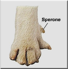 speroni nel cane